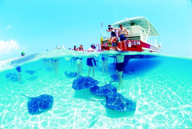 Stingrays in Cayman Islands Stingrays in Cayman Islands