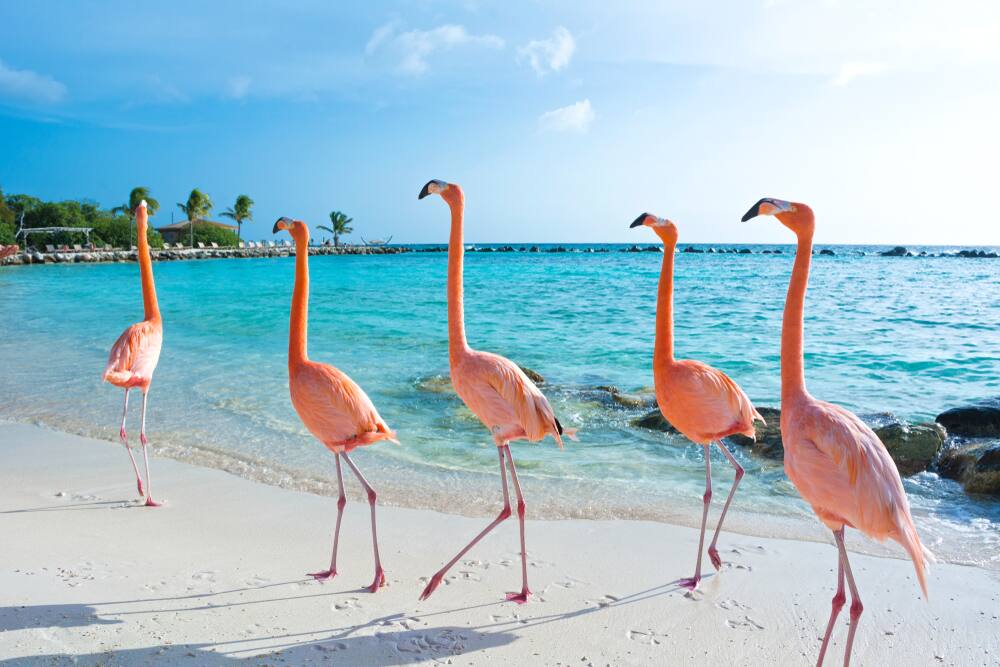 Contempla los flamencos rosados en Aruba See Pink Flamingos on a Cruise to Aruba with Norwegian