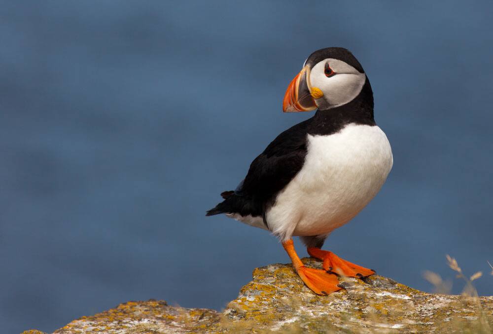 See Puffins in Canada Puffin Bird in Canada