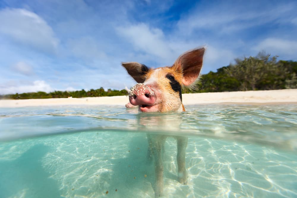 Swim with the Pigs When You Cruise to Great Stirrup Cay Swim with the Pigs When You Cruise to Great Stirrup Cay