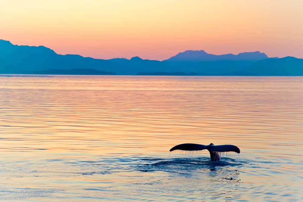 See More on an Alaska Cruisetour Norwegian Cruise Line Alaska Cruisetours - Whale