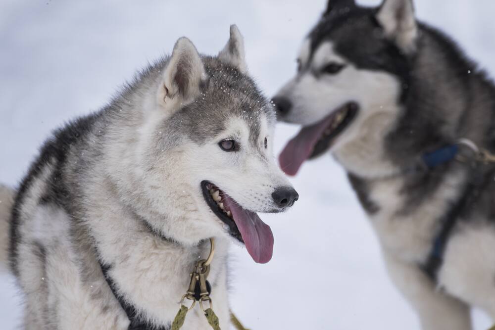 Sled Dogs are a Highlight of this Wildlife Excursion Experience Alaska Wildlife with Norwegian