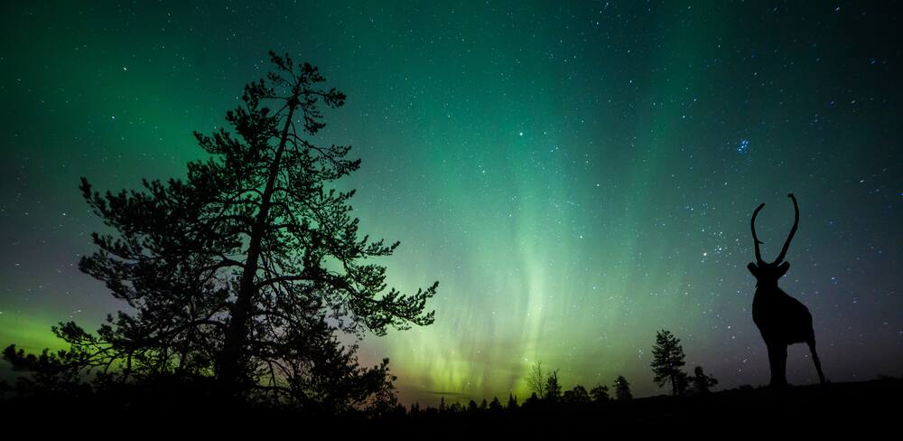 Northern Lights Above Alaska Forest Northern Lights Above Alaska Forest