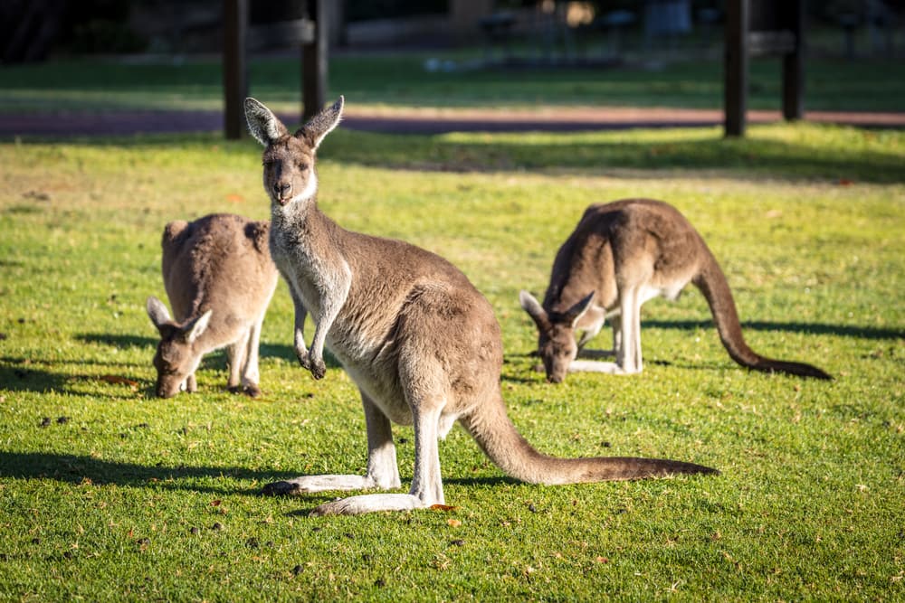 Australia Australia